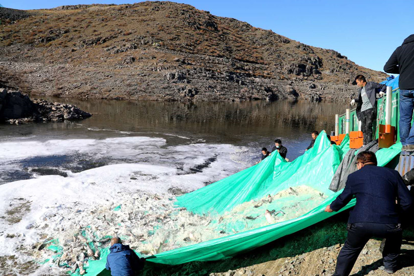 1635393730110150.jpg 投放魚苗_副本.jpg